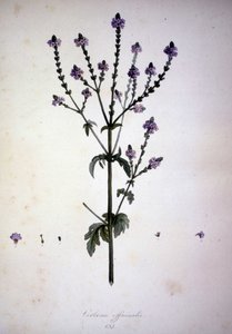 Verbena officinalis (Verbena officinale). 1800-tals herbarium. av Unknown artist
