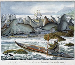 Utsikt över ön St. Paul i havet av Kamchatka med sjölejon. av Unknown artist