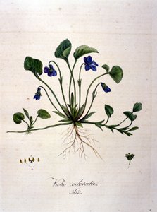Violett. 1800-talsgravyr. av Unknown artist