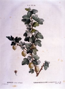 Vit vinbär eller makrill: 1800-tals botanisk tavla. av Unknown artist