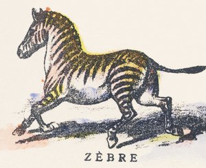 Z: zebra av Unknown artist