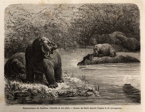 Zambesisk flodhäst: hona och hennes unga uppfriskande i floden. Gravyr för att illustrera Dr. Livingstones första resor till södra Afrika från 1840 till 1856, i "Le tour du monde, nouveau journal des voyages"" publicerad under ledning av Edouard Cha av Unknown artist