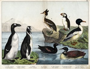 a: Vanlig guldfisk (Mergus merganser), b: Dopping (Podiceps cristatus), c: Vanlig lom (Colimbus glacialis), d: Svart Gillenot (Cephis grylle), Storpingvin (Alca impennis), f: Lunde (Fratercula artica) ), g; Royal Penguin (Ptenodydydydye pa av Unknown artist
