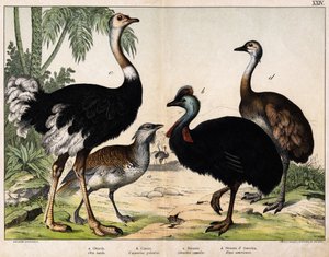 a: Grance bustard (Late Otis), b: Cassoar (Casarius galeatus), c: African Ostrich (Struthio camelus), d: Nandon (American Rhea) -I "" Natural History of Oideals", red. Hoepli, Milano av Unknown artist