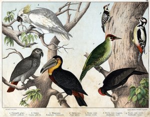 a: Grå papegoja (Psittacus erithacus), b: Cacatoes papegoja (Cacatua galerita), c: Tukan (Ramphastos temminckii), d: Svart hackspett (Picus Martius), e: Grön hackspett (Gecinus veridis), f: Major Röd hackspett ( 1) Dendrocopus minor i) - "Natural History o av Unknown artist