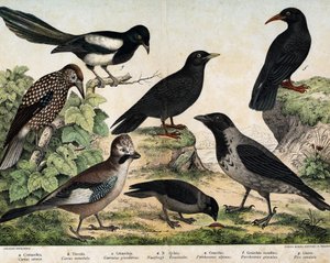 a: Mantlad kråka (Corvus cornix), b: Groddar (Corvus monedula), c: Rörskrika (Garrulus glaudarius), d: Spräcklig cassenoix (Nucifraga caryocatactes), e: Gulnäbbade Chocad (Pyrrohocorax alpinus), f: Röd -näbb (Pyrrhocorracorracorracorrax) x gracu av Unknown artist