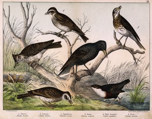 a: Norrlärka (Lärka arvensis), b: Lululärka (Lullula arborea), c: Cappellaccia (Galerita cristata), d: Sansonnetstare (Sturnus vulgaris), e: Anka (Cinclus aquaticus), f: Trast (Turdus musicus) - i "Fåglarnas naturhistoria", red. Hoepli, Milano av Unknown artist