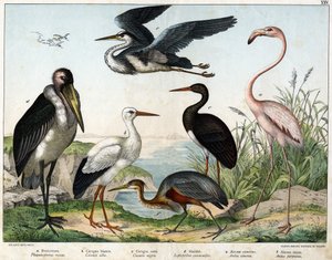 a: Phenicopterer eller Flamingo (Phoenicopterus roseus), b: Vit stork (Ciconia alba), c: Svart stork (Ciconia migra), d: Marabout (Leptoptilus crumenifer), e: Vit häger (Ardea cinerea), f: Röd häger ( Ardea purpurea) - i "Fåglarnas naturhistoria" "", red. av Unknown artist