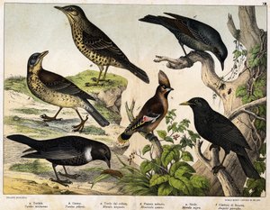 a: Trast (Turdus viscivorus), b: Trast (Turdus pilaris), c: Koltrast (Merula torquata), d: Blåkoltrast (Monticola cyanus), e: Koltrast (Merula nigra), f: Bohemian de chatterer (Ampelis garulus) - i "Fåglarnas naturhistoria", red. Hoepli, Milano av Unknown artist