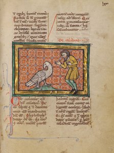 En Caladrius-fågel av Unknown artist