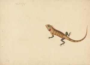 En ödla med skisser av en skorpion och en spindel av Unknown artist
