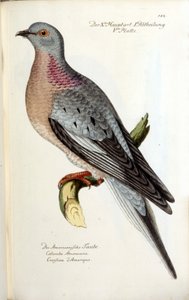 En migrerande duva, nu utdöd. Zoologiskt diagram efter Fritsch av Unknown artist