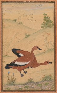 Ett par brahminankor av Unknown artist