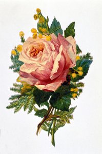 En ros av Unknown artist