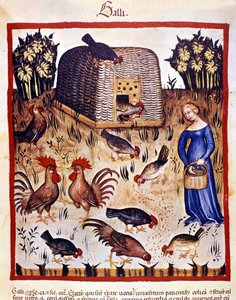 En ung kvinna på en låg gård matar höns och tuppar. Belysning från mjölkning av medicin och diet "" Tacuinum sanitatis"" av Unknown artist