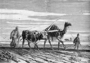 Jordbruk i Egypten: en plog dragen av en ko och en kamel. Gravyr i "" Le Monde Illustré"" nr 1316 av 17 juni 1882. av Unknown artist
