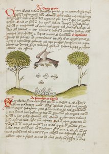 En örn som flyger över en svärm av insekter av Unknown artist