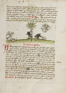 En örn som griper en snigel; en kråka som hackar på en snigel av Unknown artist
