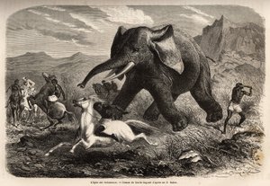 En elefant avslutar truppen som jagade honom och lastar jägarna på hästryggen, medan en av jägarna beväpnar sin arm för att stoppa den och avsluta det med ett träsk. Gravyr för att illustrera utforskningen av Nilens abessiniska bifloder, av Sir Samuel W.B. av Unknown artist
