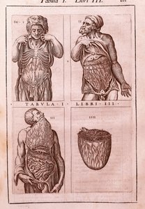Anatomisk tavla som representerar: dimensionerna, musklerna i magen, tarmarna och magen. Gravyr i "" Anatomia Corporis Humani "" av Juan Valverde De Amusco (1525-1588). Tabell I, Bok III. Barcelona. Biblioteca de Catalunya (Nationalbiblioteket i Ca av Unknown artist