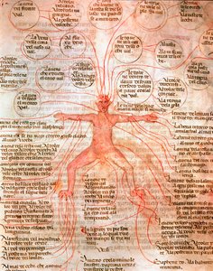 Anatomiskt diagram som illustrerar blodcirkulationen Miniatyr från manuskriptet "" De surgia""" 1200-talets Venedig Biblioteca Marciana av Unknown artist