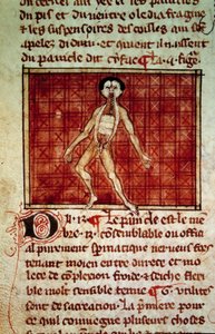 Anatomisk figur: skal, bröstet öppet. Miniatyr från manuskriptet "" Surgery" (Folio 11v) skriven av Henri de Mondeville (kirurg hos Philippe Le Bel professor i anatomi) av Unknown artist