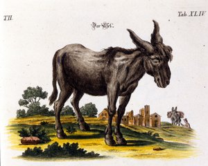 Ankey. 1700-talsrepresentation. av Unknown artist