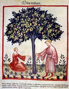 Äpplen plockar. Belysning från mjölkning av medicin och diet "" Tacuinum sanitatis"" av Unknown artist