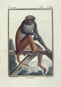 BUFON, Georges-Louis Leclerc, greve av (1707-1788). Rhesusapor (rhesus). Illustration av "Histoire naturelle, generale et particular" av Unknown artist