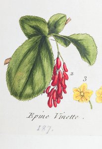 Berberis av Unknown artist