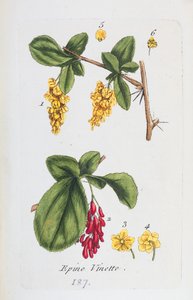 Berberis av Unknown artist