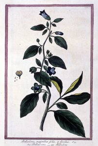 Belladonna, blommor och bär. Giftig växt som används i medicin. Gravyr efter ett 1800-talsherbarium. av Unknown artist