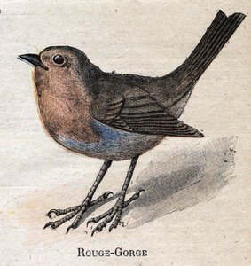 Fåglar användbara för jordbruk: Röd - Hals av Unknown artist