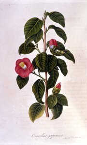 Botanisk styrelse: Camelia från Japan. 1800-talsgravyr av Unknown artist