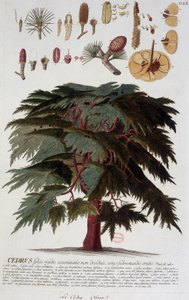 Botanisk tavla: Cedar. n.d. 1800-talet. av Unknown artist