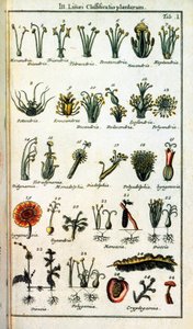 Botanisk styrelse: Klassificering av växter av Carl von LINNE (1707-1778), svensk naturforskare i "" Compendium Botanices Systematis Linnean ". Utgåva av Unknown artist