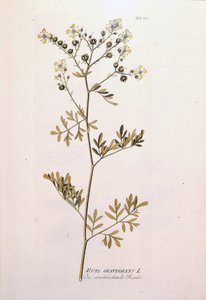 Botanisk styrelse: rue officinale (Ruta graveolens). I "Icons of Medicinal Plants" av J.J.Plenck, Wien, Österrike av Unknown artist