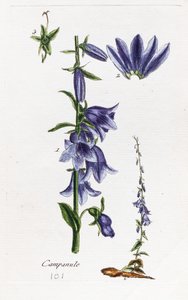 Campanula (persikobladig klockblomma) av Unknown artist