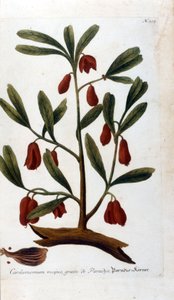 Kardemumma. 1700-talsgravyr. av Unknown artist