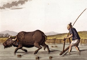 Kina, plöjer risgrödor med nötkött - i "" Den gamla och moderna kostymen"" av Jules Ferrario av Unknown artist