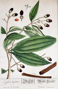 Cinnamon de Malabar (Indien) - botanisk bräda av Unknown artist