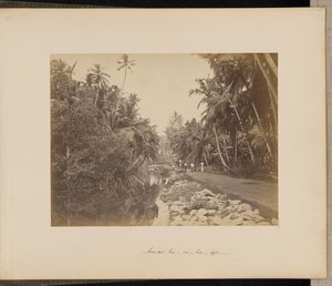 Kakaonötslund nära Galle, Ceylon av Unknown artist