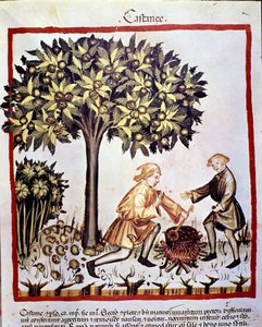 Samling och beredning av kastanjer på hösten. Belysning från mjölkning av medicin och diet "" Tacuinum sanitatis"" av Unknown artist