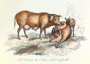 "Completes de Buffon" med Linneenes nomenklatur och Cuviers klassificering: Djur: Le pig de Siam (gravyr) av Unknown artist