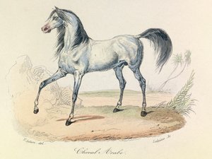 "Completes de Buffon" med Linneenes nomenklatur och Cuviers klassificering: Les animaux: Cheval Arabe (gravyr) av Unknown artist