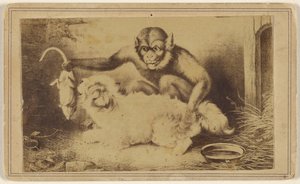 [Kopia av en målning som föreställer en apa som håller en råtta i svansen framför en liten vit hund] av Unknown artist