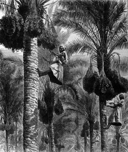 Datumplockning i Ceylon (nuvarande Sri Lanka) 1800-talsgravyr av Unknown artist