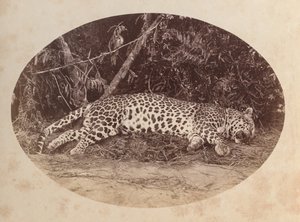 Död leopard av Unknown artist