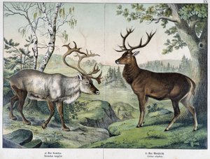 Deers - i "Natural History of Mammals", red. Schreiber av Unknown artist