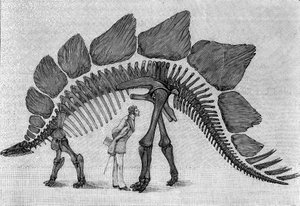 Dinosaurieskelett: "" Stegosaurus ungulatus"", mars. Upper Jurassic of the Rocky Mountains. Reproduktion av teckningen meddelad av Mr. March till Albert Gaudry vid Institutet. Gravyr i "" La Nature: revue des sciences et de leurs applications aux av Unknown artist